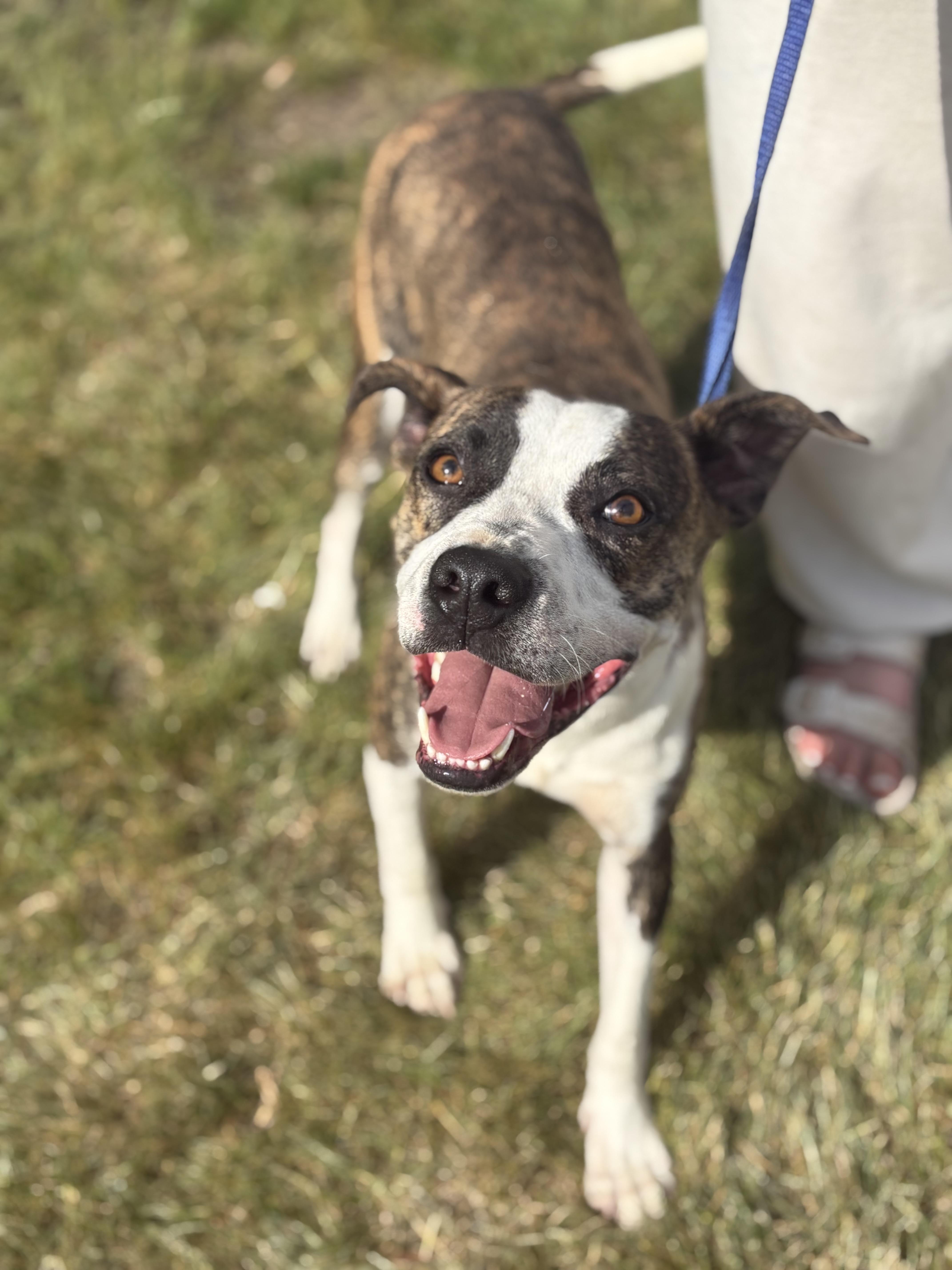 Nolan, a Adoptable mixed breed in Zimmerman, MN image 2/6