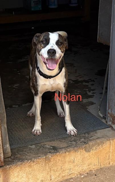 Nolan, a Adoptable mixed breed in Zimmerman, MN image 4/6