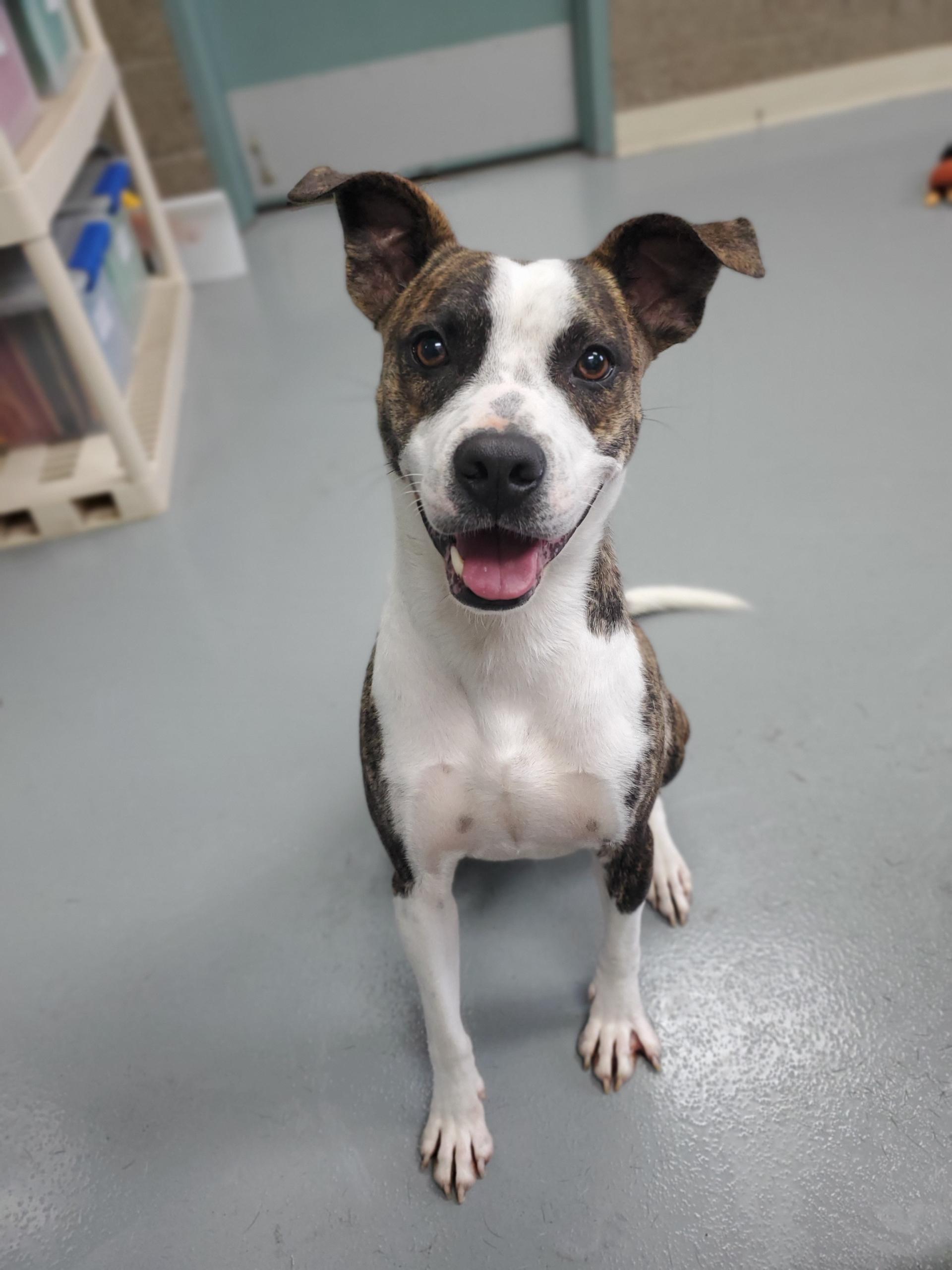 Nolan, a Adoptable mixed breed in Zimmerman, MN image 1/6