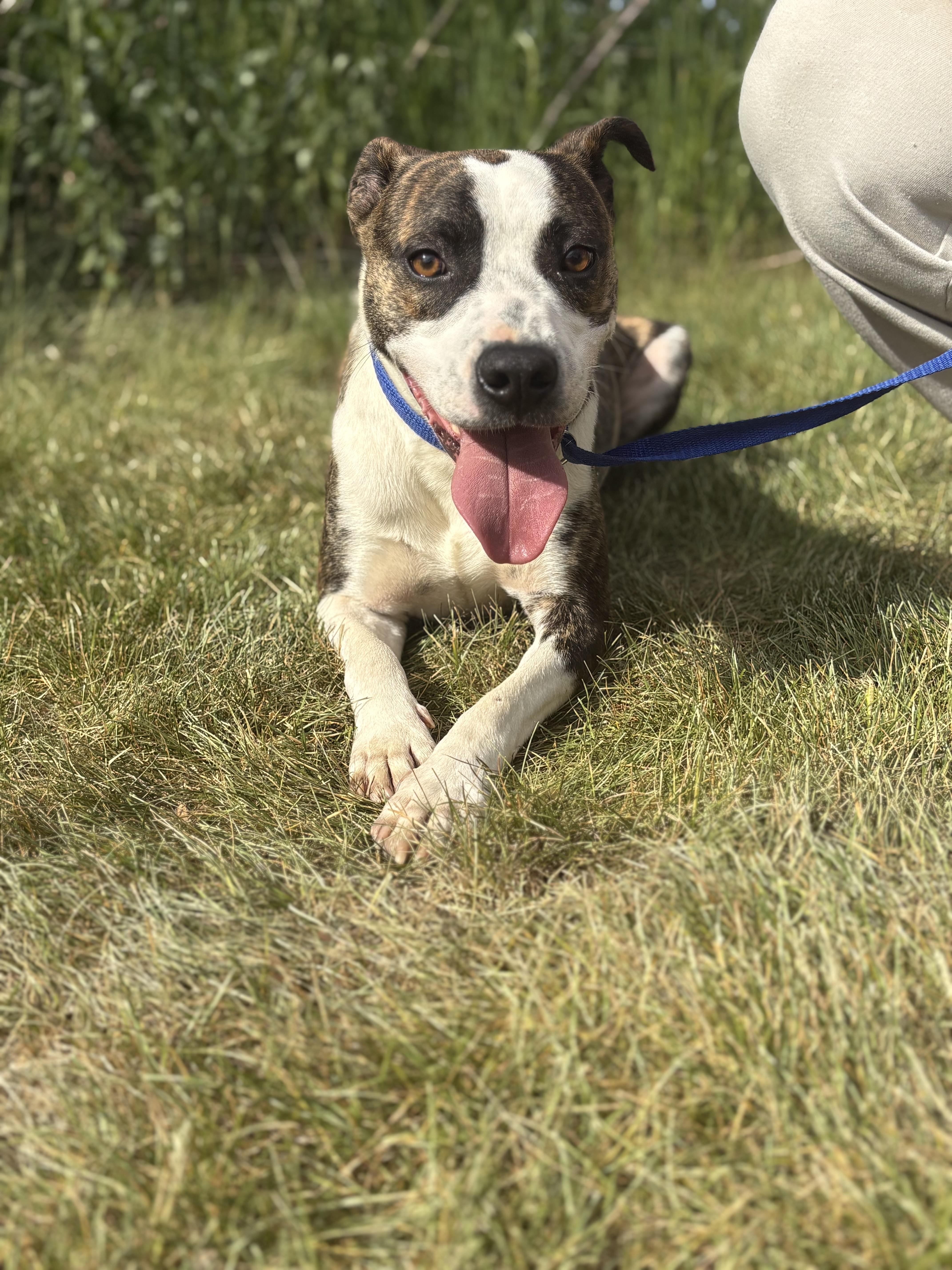 Nolan, a Adoptable mixed breed in Zimmerman, MN image 6/6