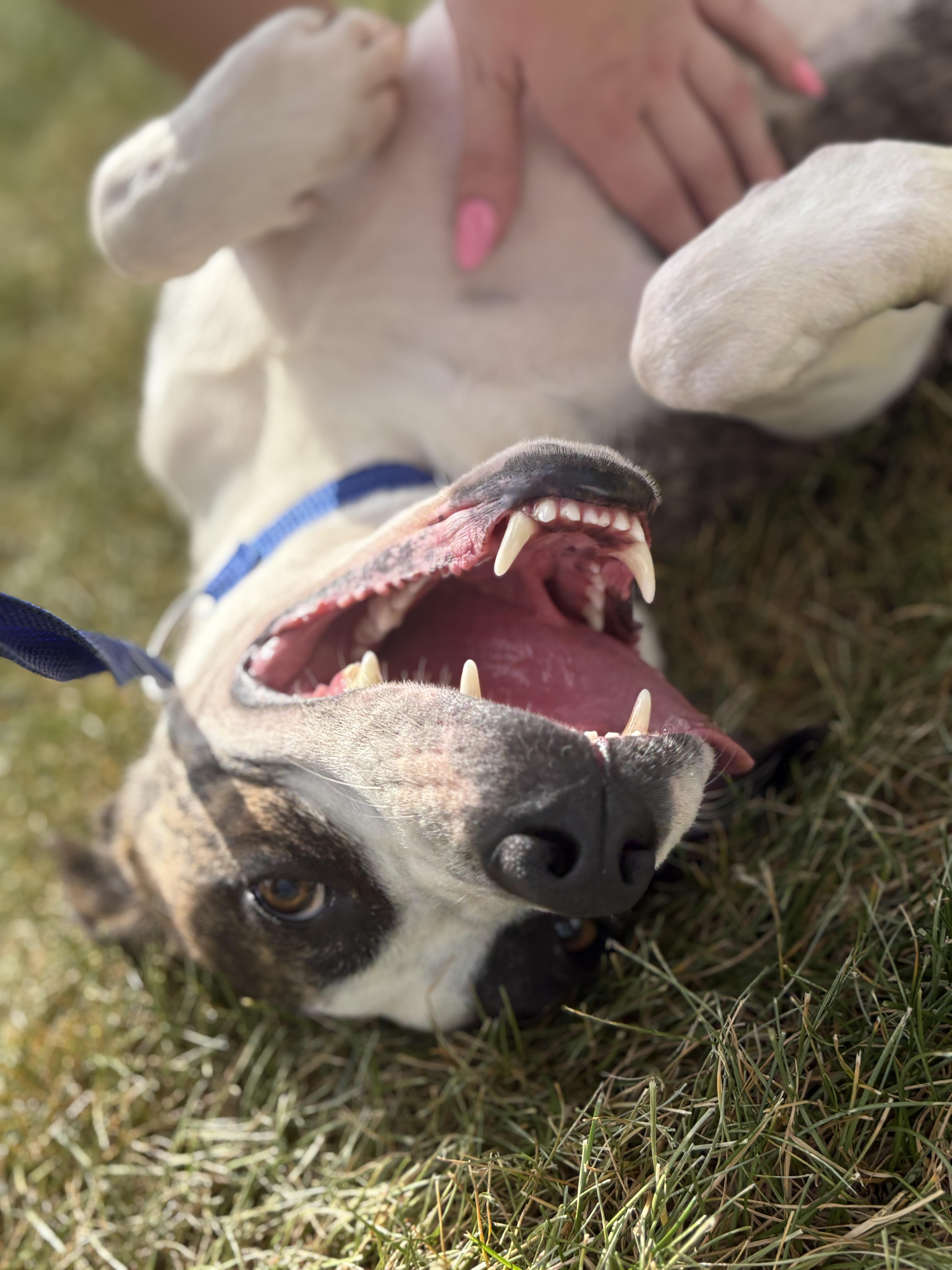 Nolan, a Adoptable mixed breed in Zimmerman, MN image 5/6