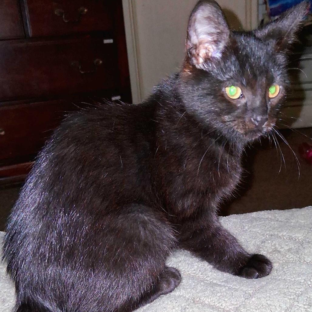 Cherry Bomb, Adoptable, Kitten Female Domestic Short Hair.