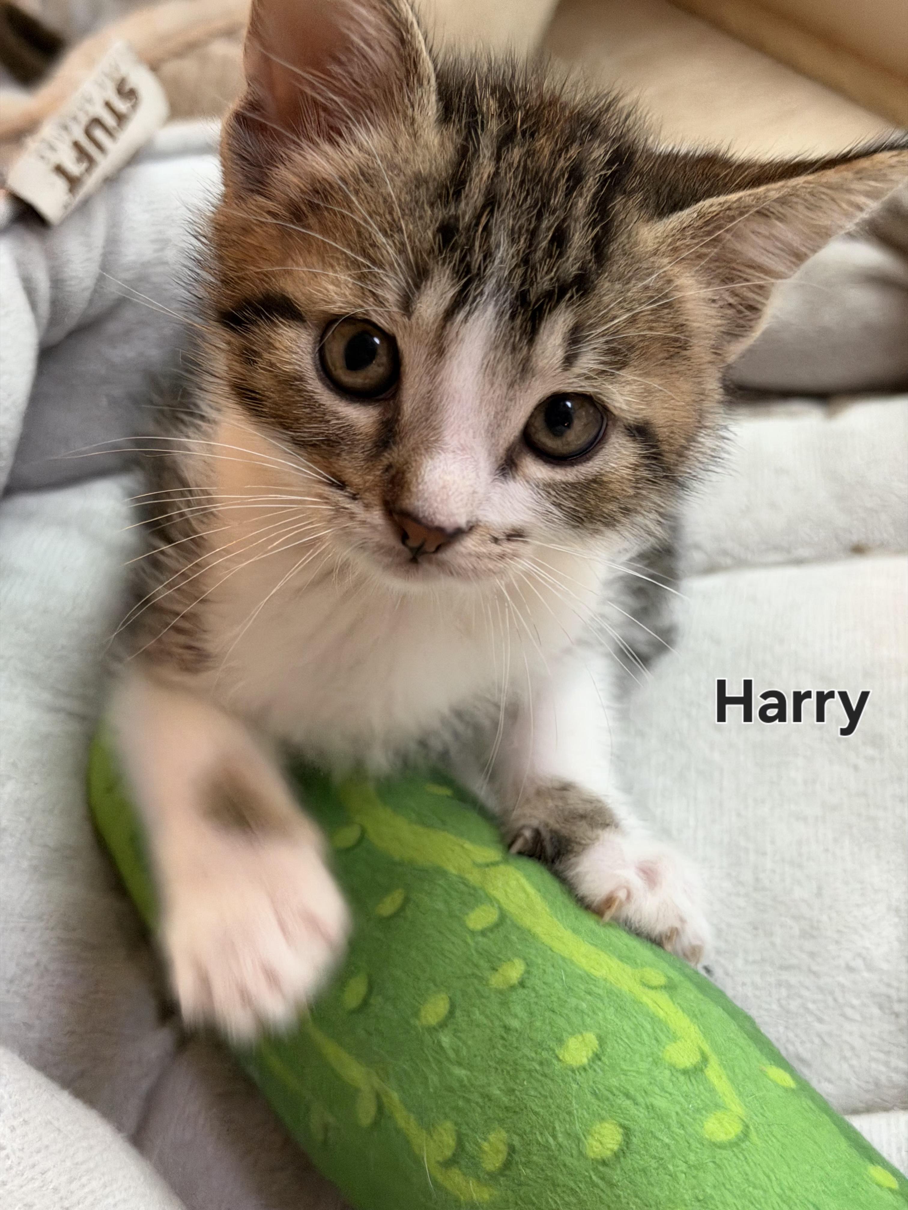 Harry Potter , ADOPTABLE, Kitten Male Domestic Short Hair.