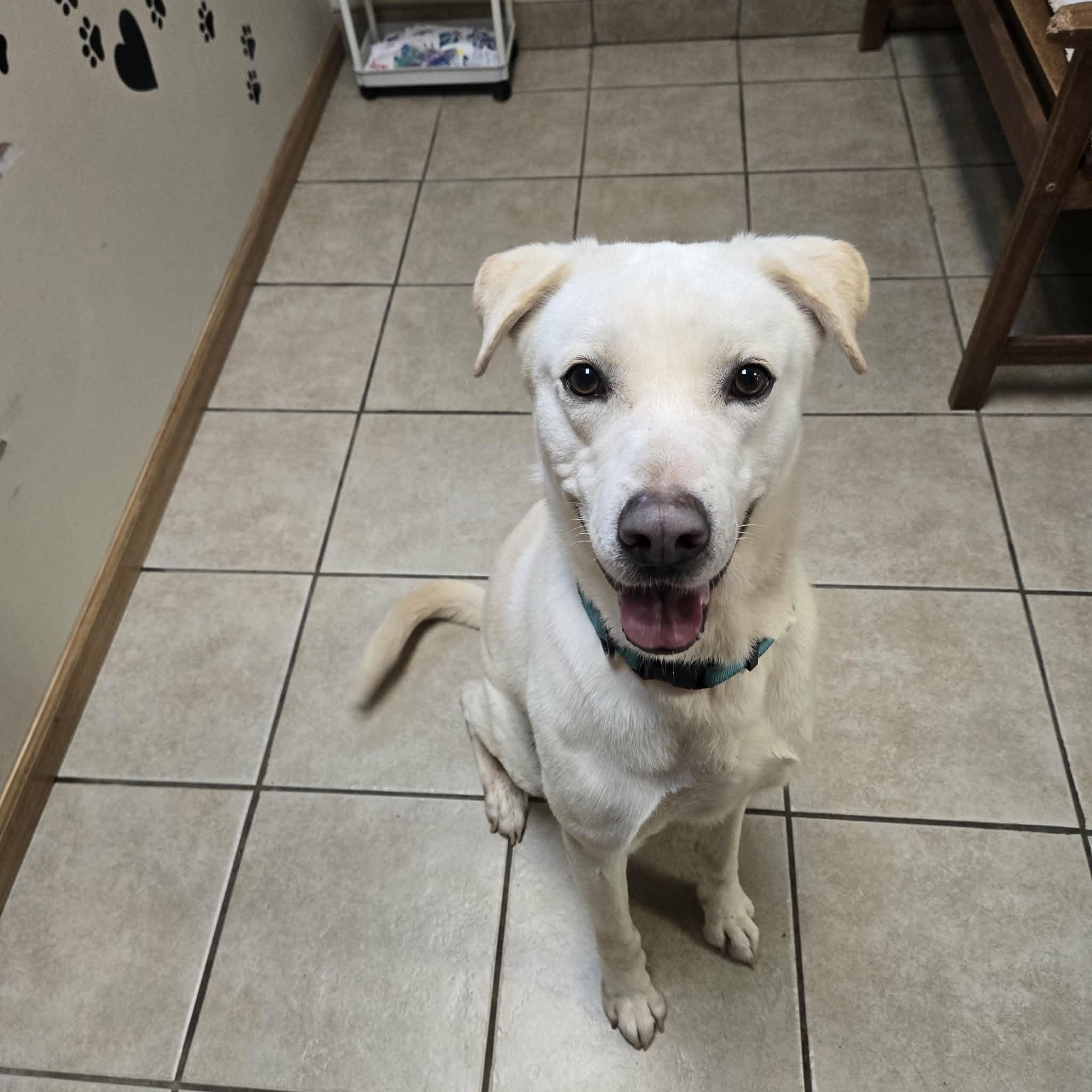 Enlarge Ghost, a Adoptable mixed breed in West Branch, MI image 1/1