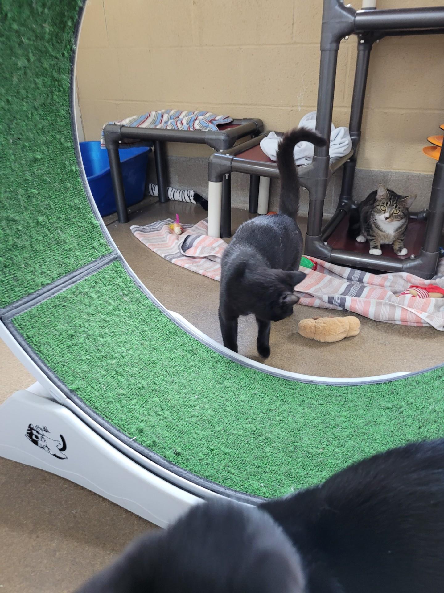 Elle, a Adoptable Domestic Short Hair in Winchester, VA image 1/5