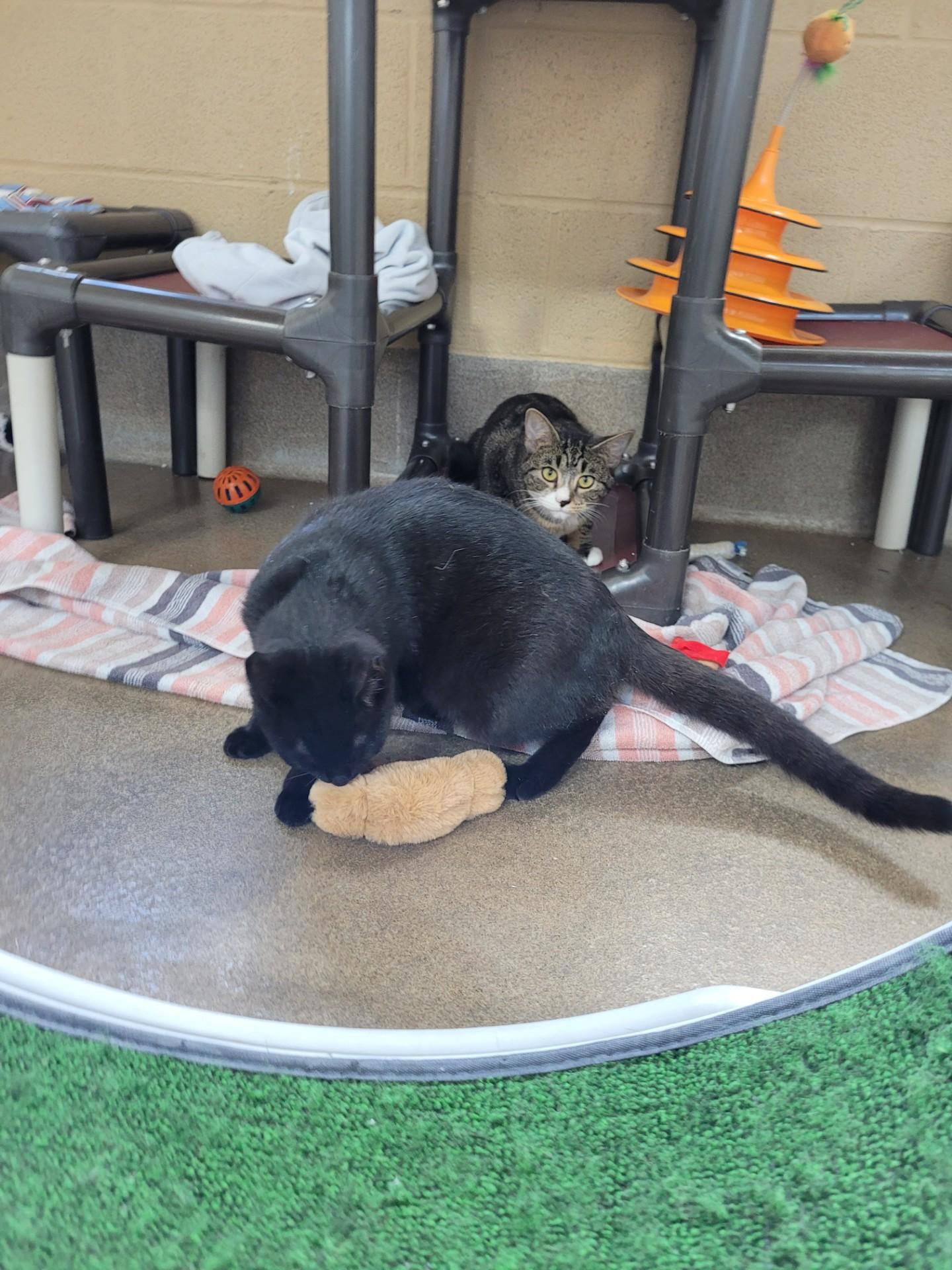 Elle, a Adoptable Domestic Short Hair in Winchester, VA image 2/5