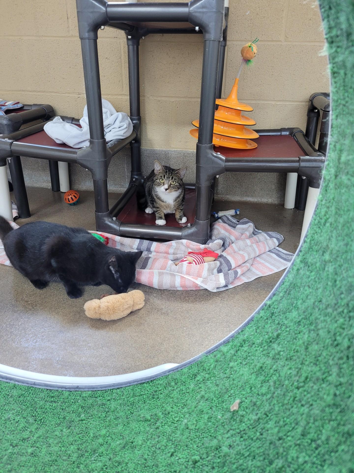 Elle, a Adoptable Domestic Short Hair in Winchester, VA image 5/5