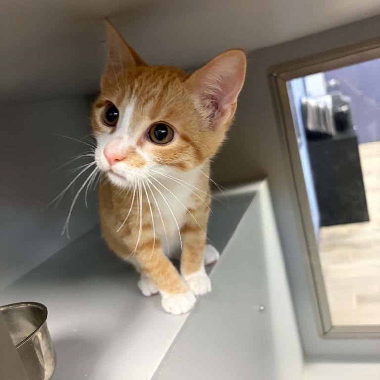 Breeze, Adopted, Young Male Domestic Short Hair.