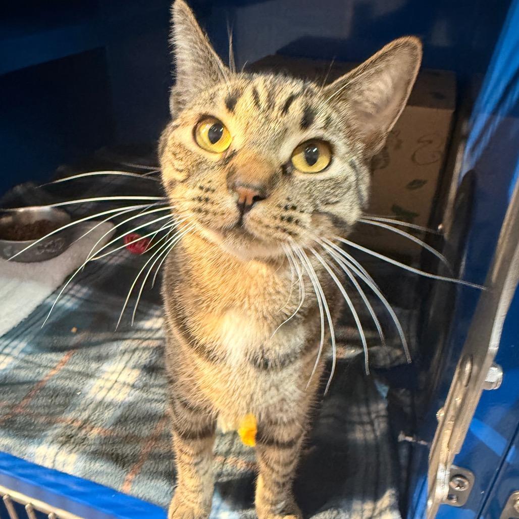 Enlarge Hinata, a Adoptable Domestic Short Hair in Incline Village, NV image 1/6