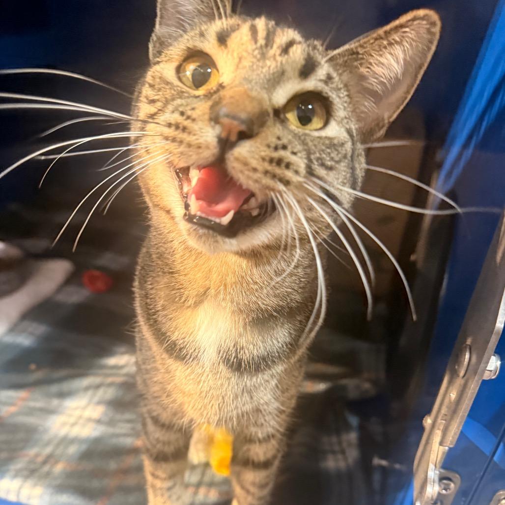 Enlarge Hinata, a Adoptable Domestic Short Hair in Incline Village, NV image 2/6