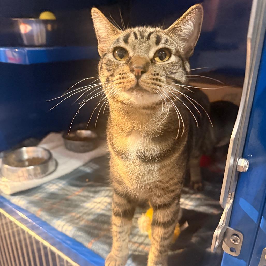 Enlarge Hinata, a Adoptable Domestic Short Hair in Incline Village, NV image 3/6