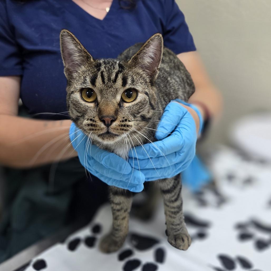 Enlarge Hinata, a Adoptable Domestic Short Hair in Incline Village, NV image 4/6