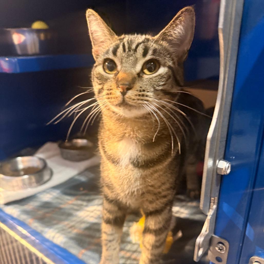 Enlarge Hinata, a Adoptable Domestic Short Hair in Incline Village, NV image 5/6