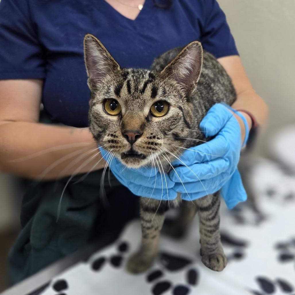 Enlarge Hinata, a Adoptable Domestic Short Hair in Incline Village, NV image 6/6