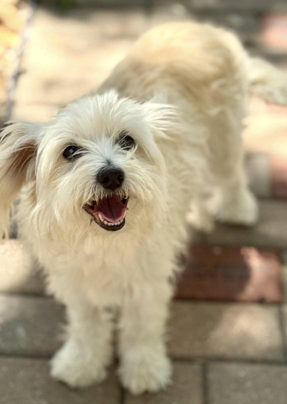 Opal-cute and quirky! A special home needed for a special girl!