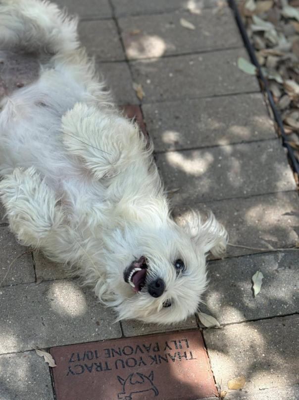 Opal-cute and quirky! A special home needed for a special girl!