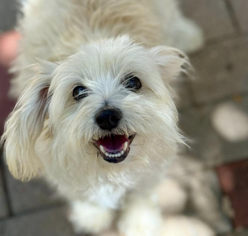 Opal-cute and quirky! A special home needed for a special girl!