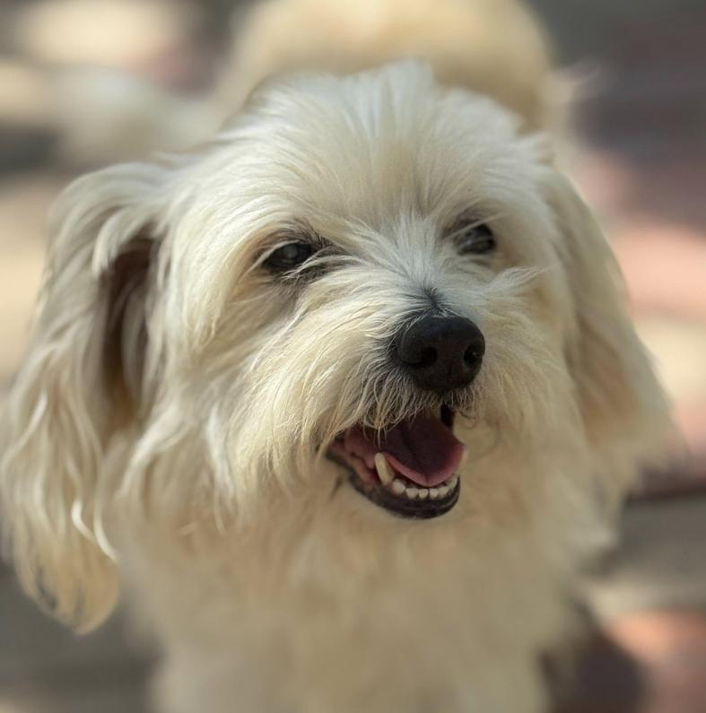 Opal-cute and quirky! A special home needed for a special girl!