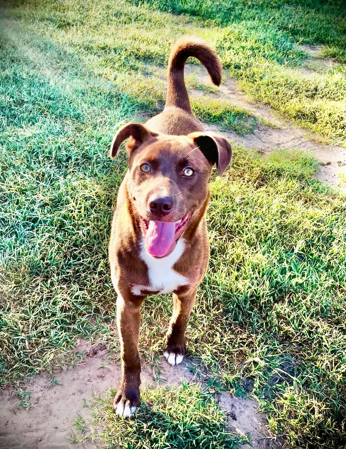 Enlarge Duchess, a Adoptable mixed breed in Cincinnati , OH image 6/6