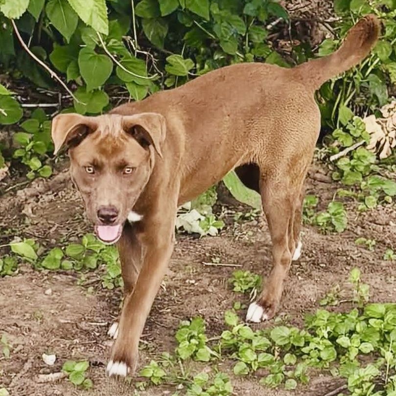 Enlarge Duchess, a Adoptable mixed breed in Cincinnati , OH image 4/6