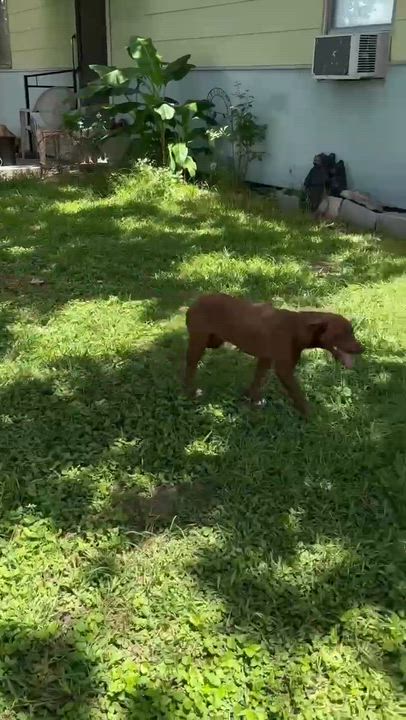 Enlarge Duchess, a Adoptable mixed breed in Cincinnati , OH video 2/6