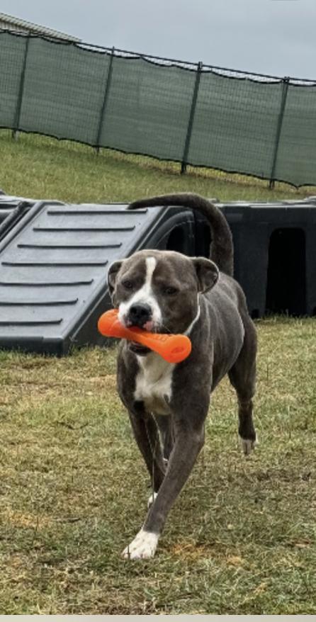 Big Shot : Your Loyal Best Friend, an adoptable mixed breed in Jacksonville, FL image 4/5