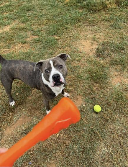 Big Shot : Your Loyal Best Friend, an adoptable mixed breed in Jacksonville, FL image 3/5