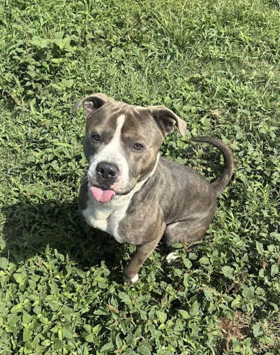 Big Shot : Your Loyal Best Friend, an adoptable mixed breed in Jacksonville, FL image 1/5