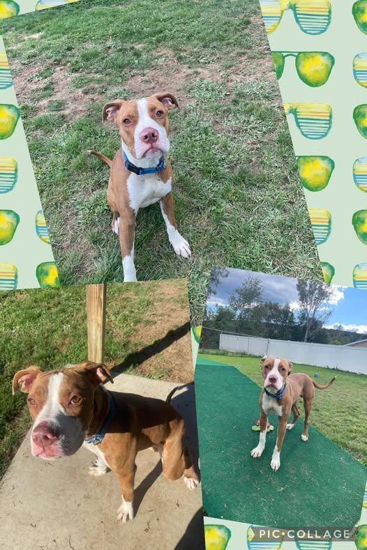 Enlarge Draco, a Adoptable Mixed Breed in Binghamton, NY image 1/1