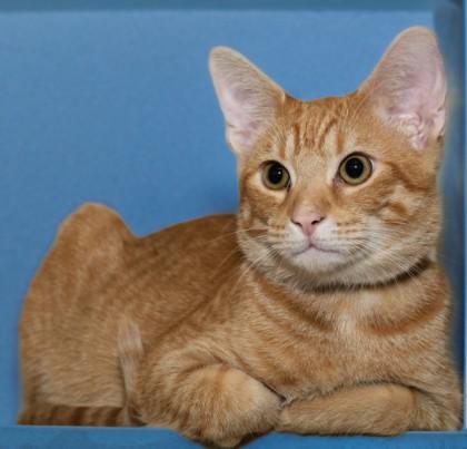 Enlarge BEANIE, a Adoptable Domestic Short Hair in Cookeville, TN image 1/1
