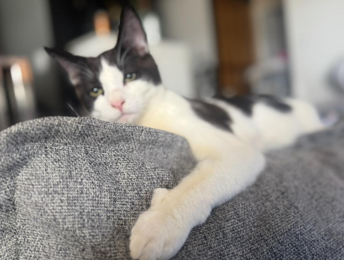 Enlarge Mowgli, a Adoptable mixed breed in Lodi, CA image 2/4