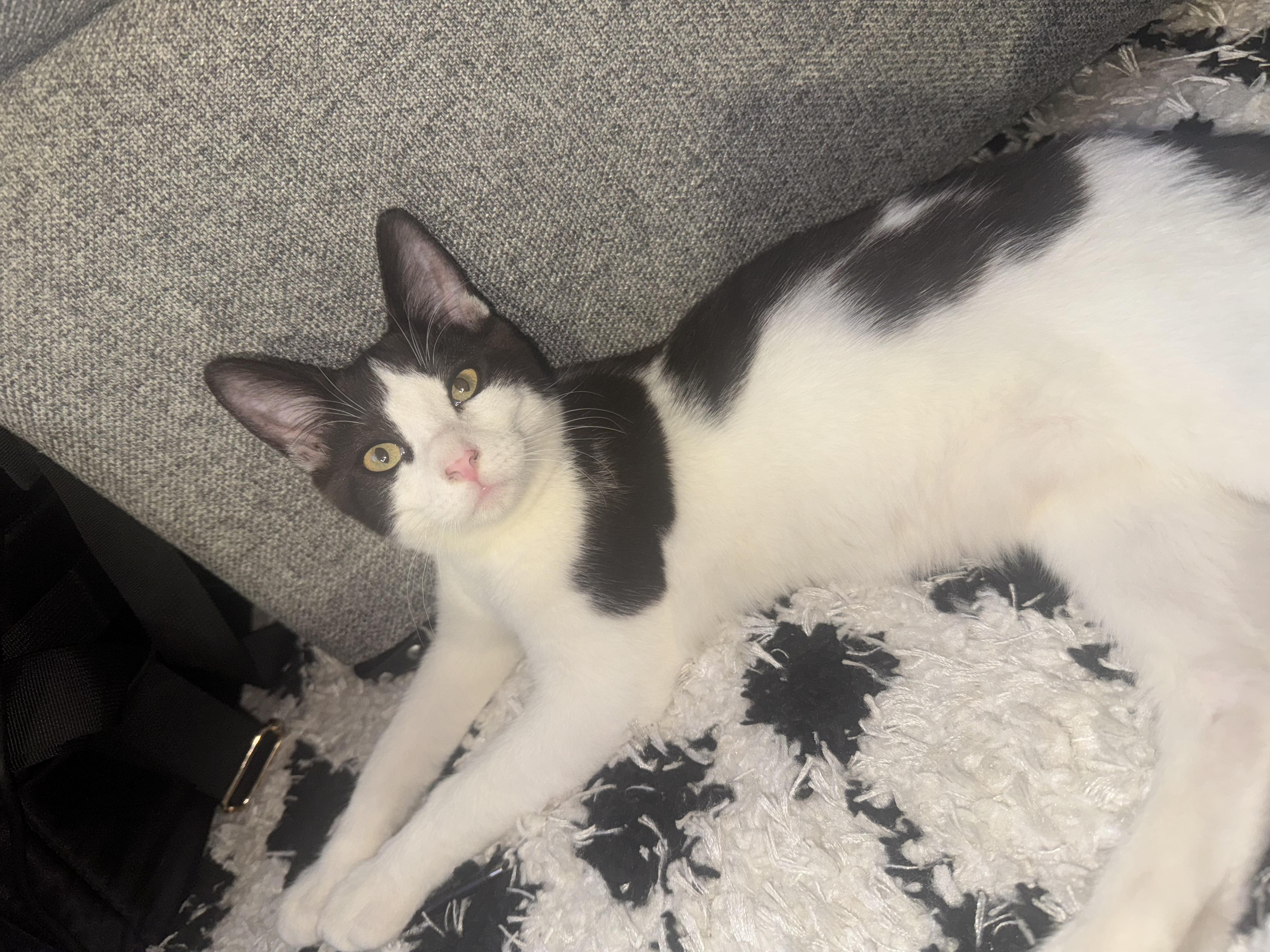 Mowgli, Adoptable, Kitten Male Domestic Short Hair.