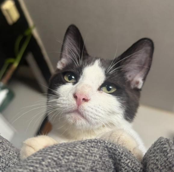 Enlarge Mowgli, a Adoptable mixed breed in Lodi, CA image 3/4