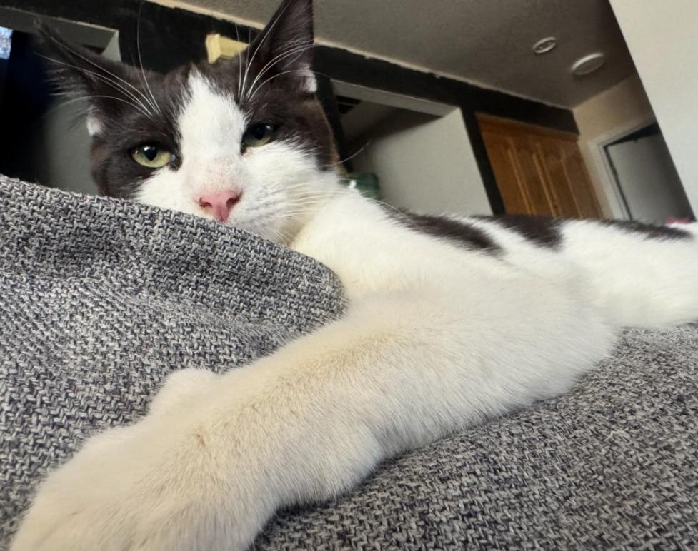 Enlarge Mowgli, a Adoptable mixed breed in Lodi, CA image 4/4