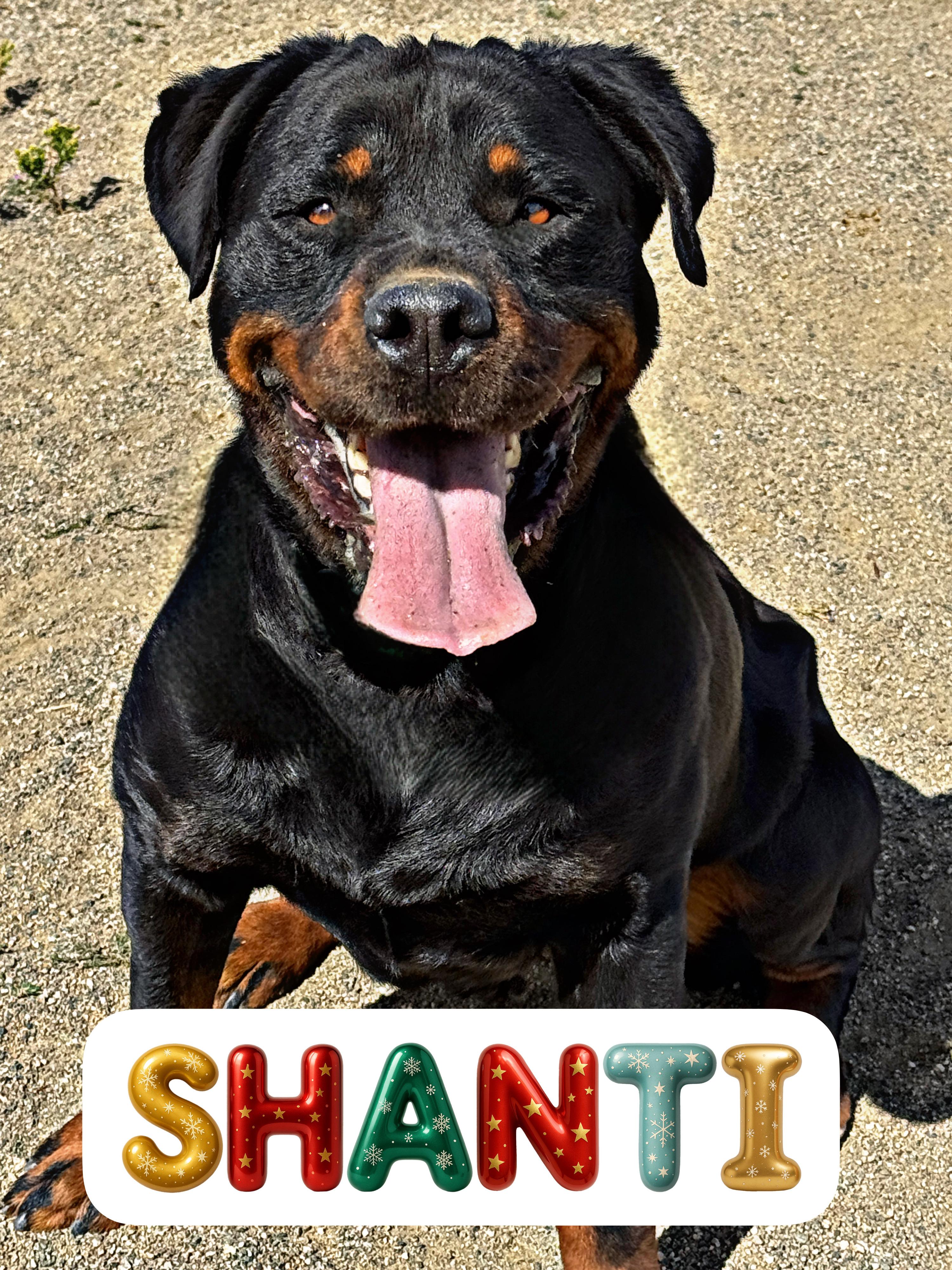 Shanti, ADOPTABLE, Young Female Rottweiler.