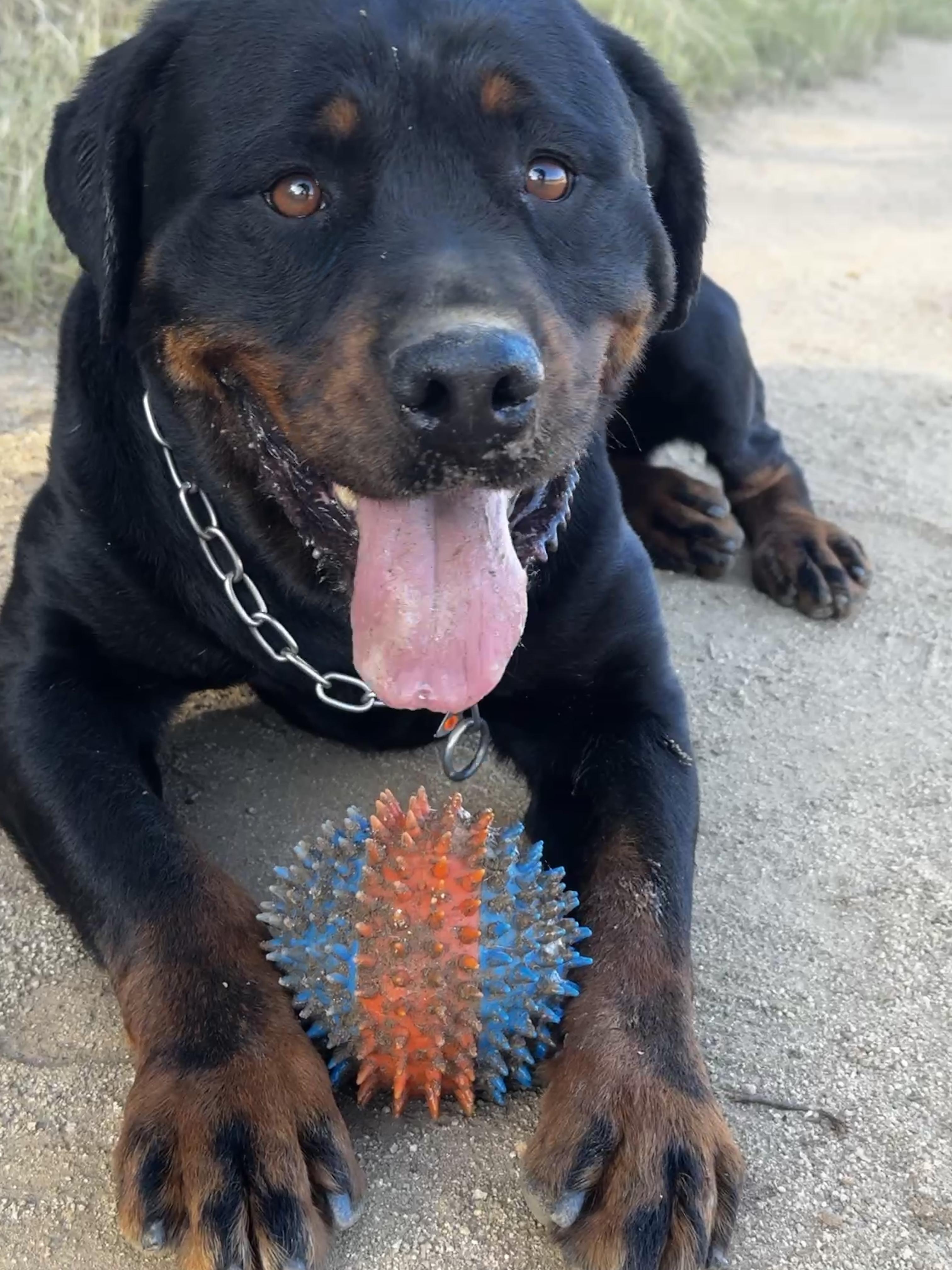 Shanti, a ADOPTABLE Rottweiler in Perris, CA image 3/6
