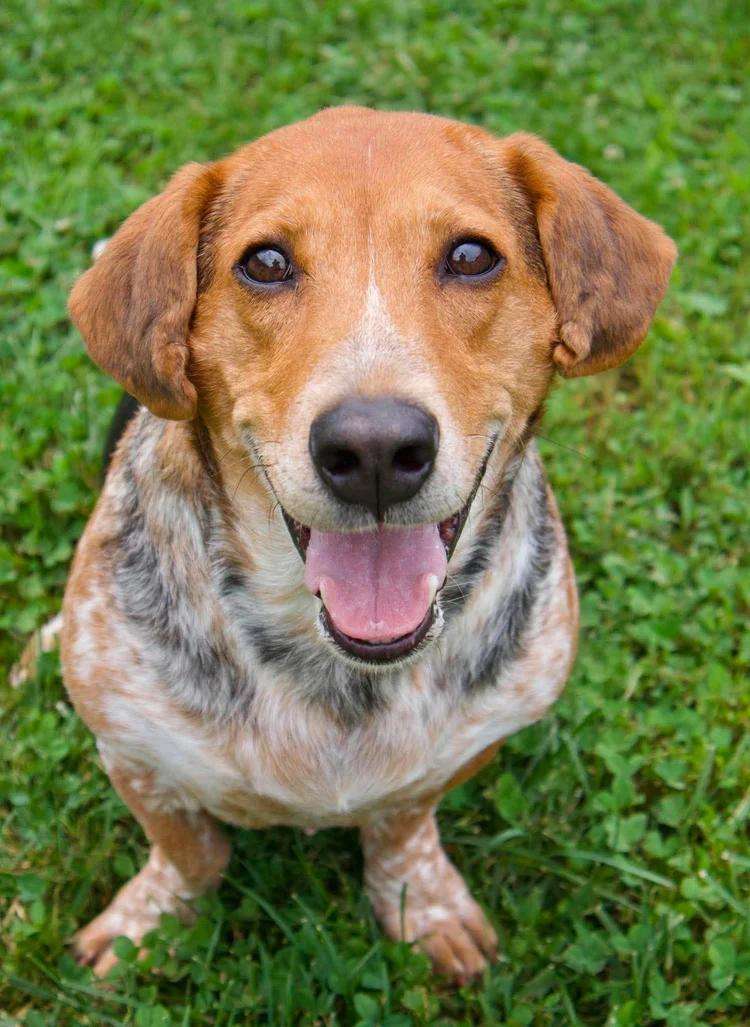 Pippa, Adoptable, Adult Female Basset Hound & Beagle.