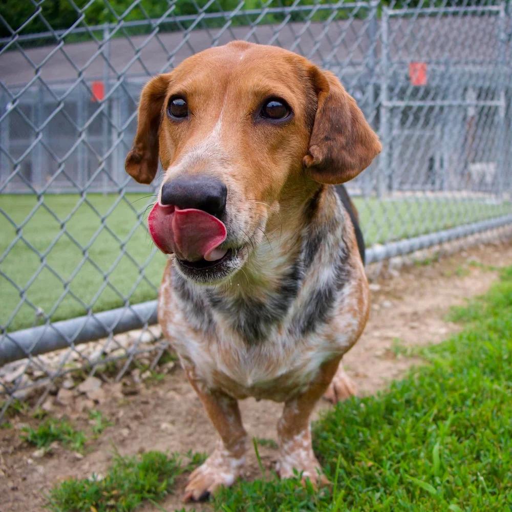 Enlarge Pippa, a Adoptable mixed breed in Godfrey, IL image 5/5