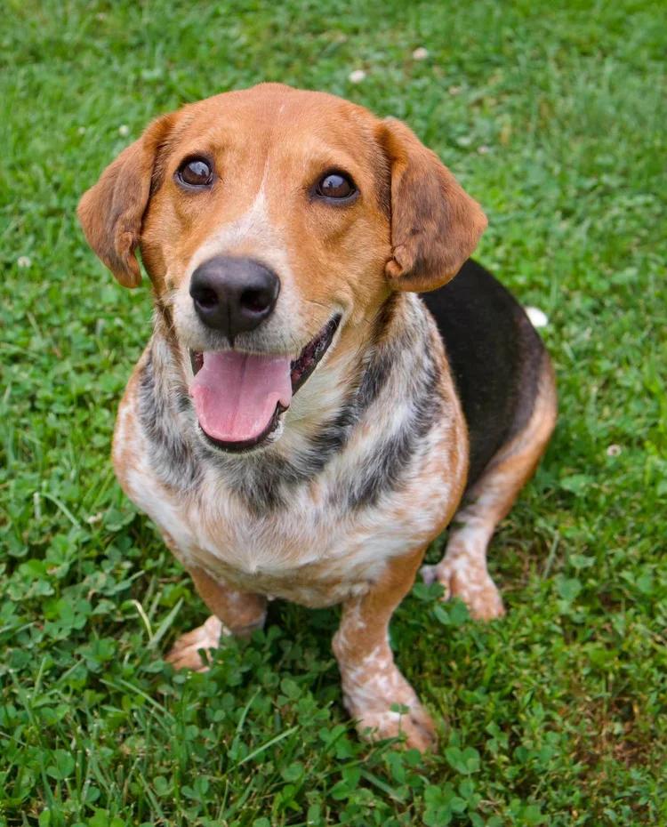 Enlarge Pippa, a Adoptable mixed breed in Godfrey, IL image 2/5
