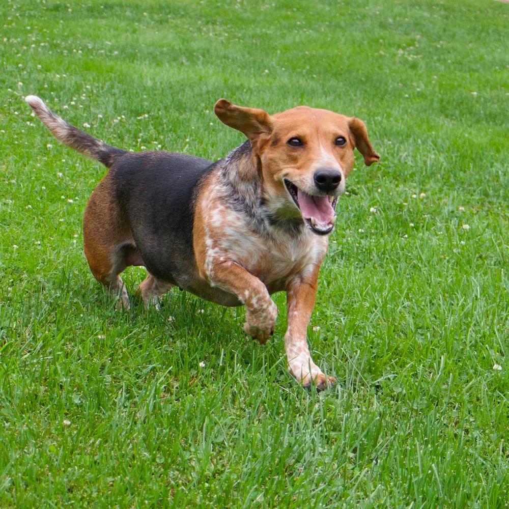 Enlarge Pippa, a Adoptable mixed breed in Godfrey, IL image 4/5