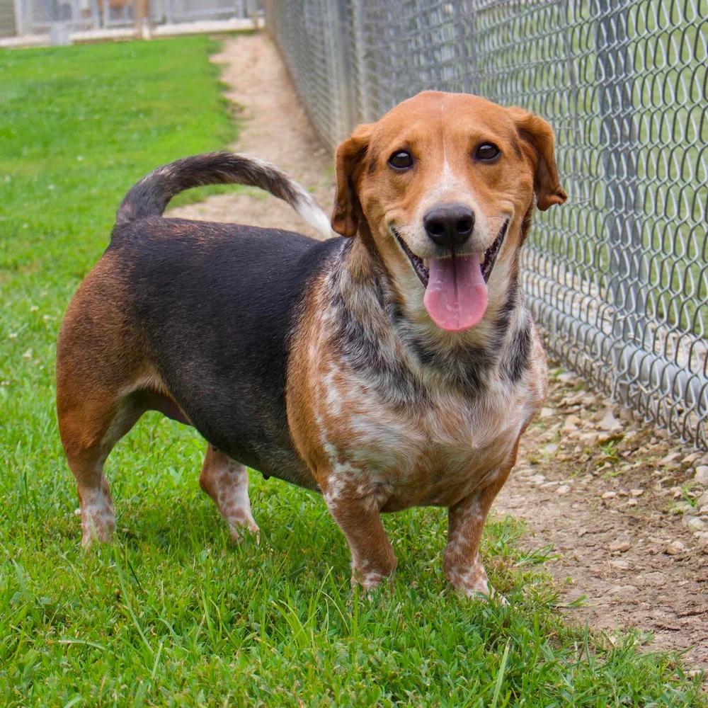 Enlarge Pippa, a Adoptable mixed breed in Godfrey, IL image 3/5