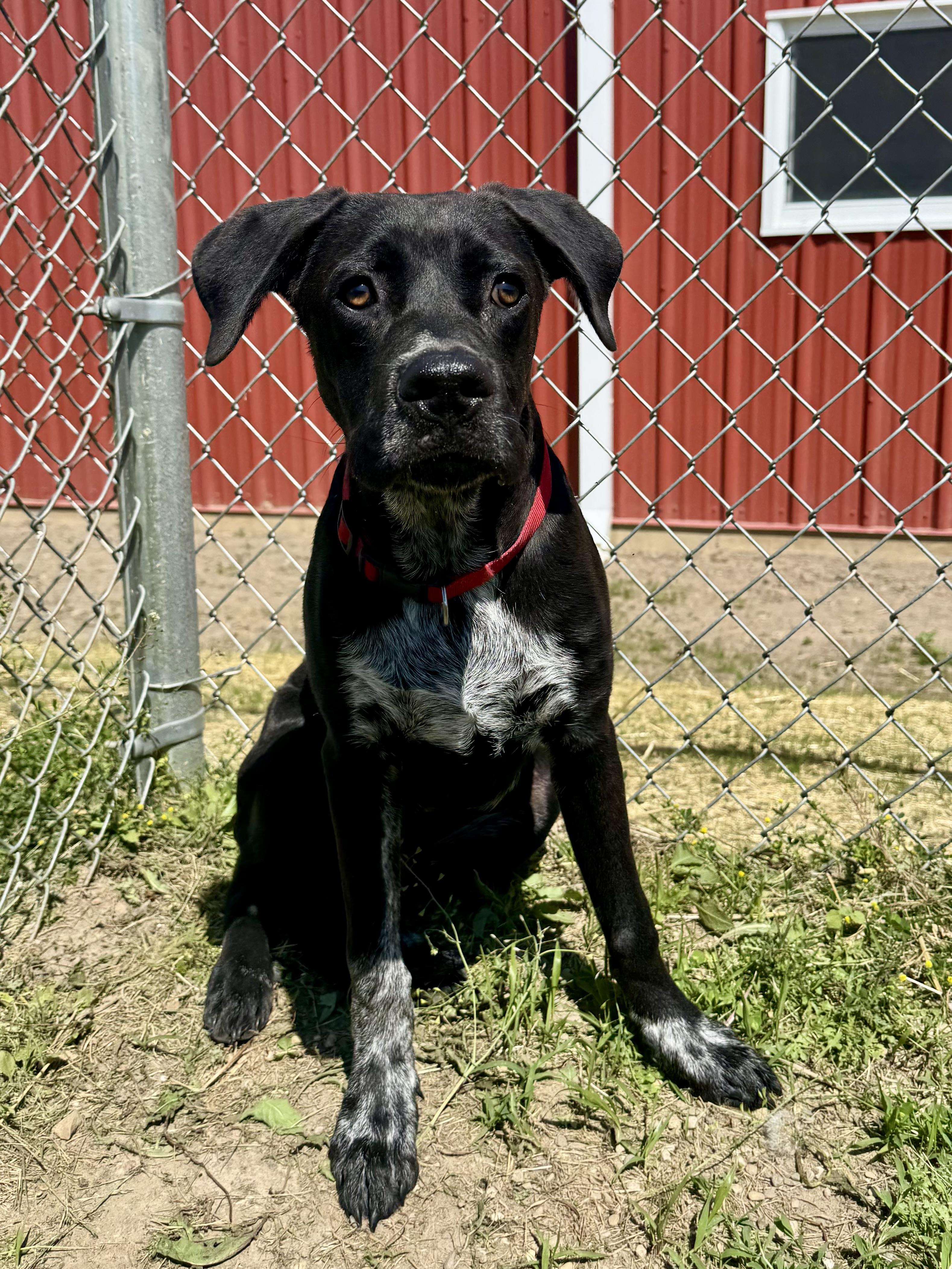 Enlarge Max, a ADOPTABLE mixed breed in St. Joseph, MI image 1/1