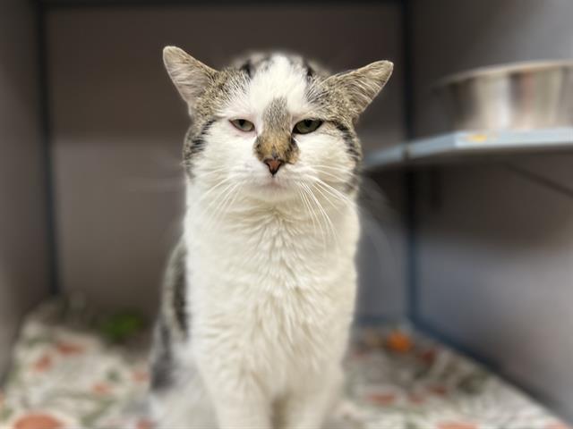 FRITZ, Adoptable, Young Male Domestic Short Hair.