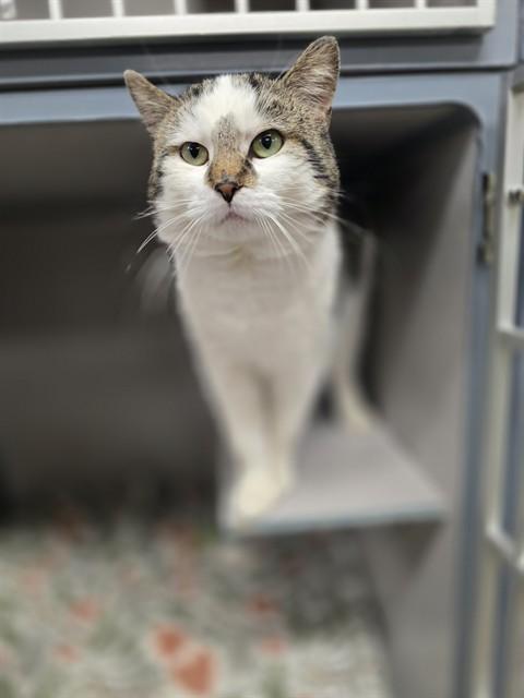 FRITZ, Adoptable, Young Male Domestic Short Hair.
