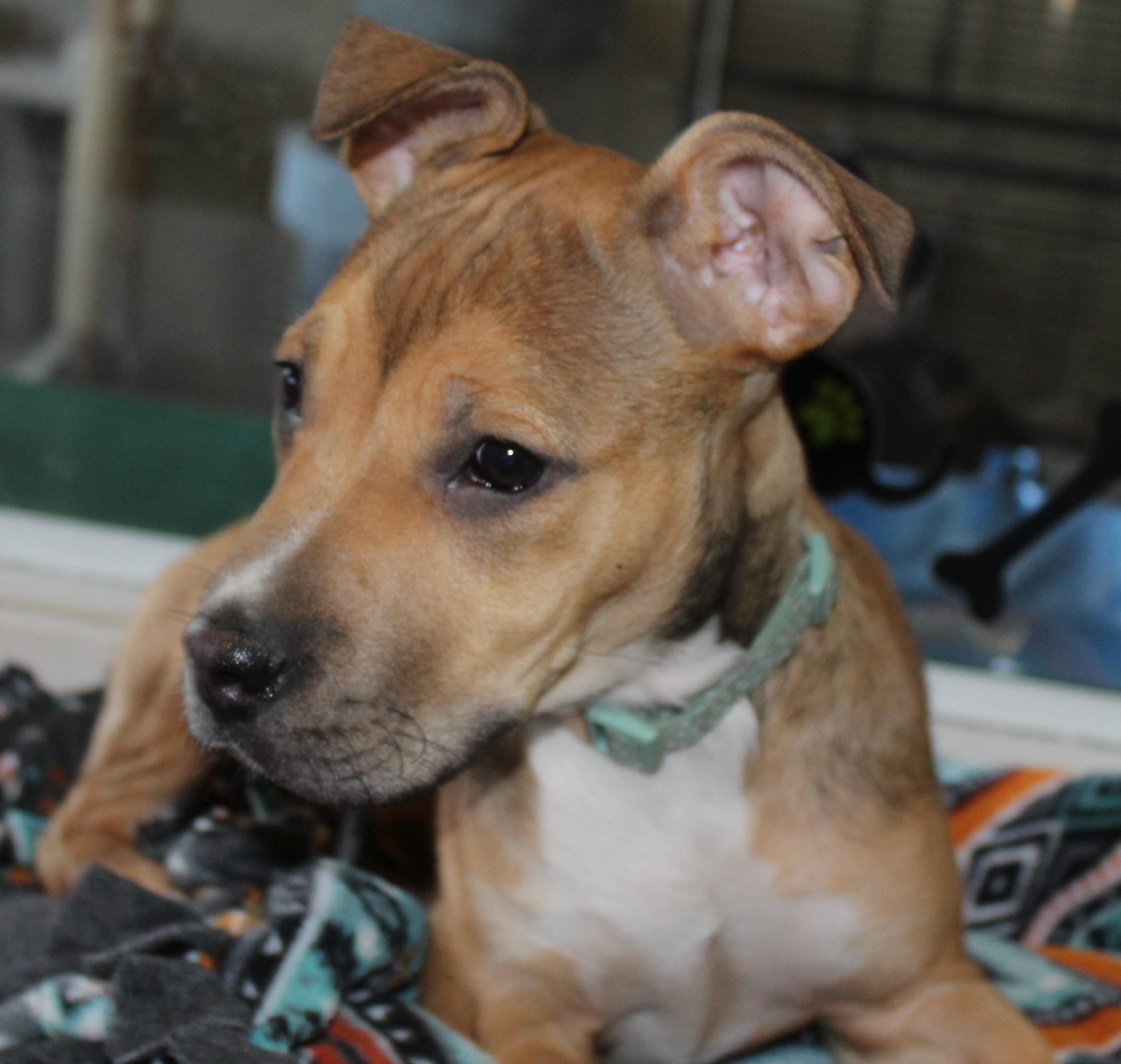 Enlarge Cindy, an adopted mixed breed in Huron, SD image 4/6