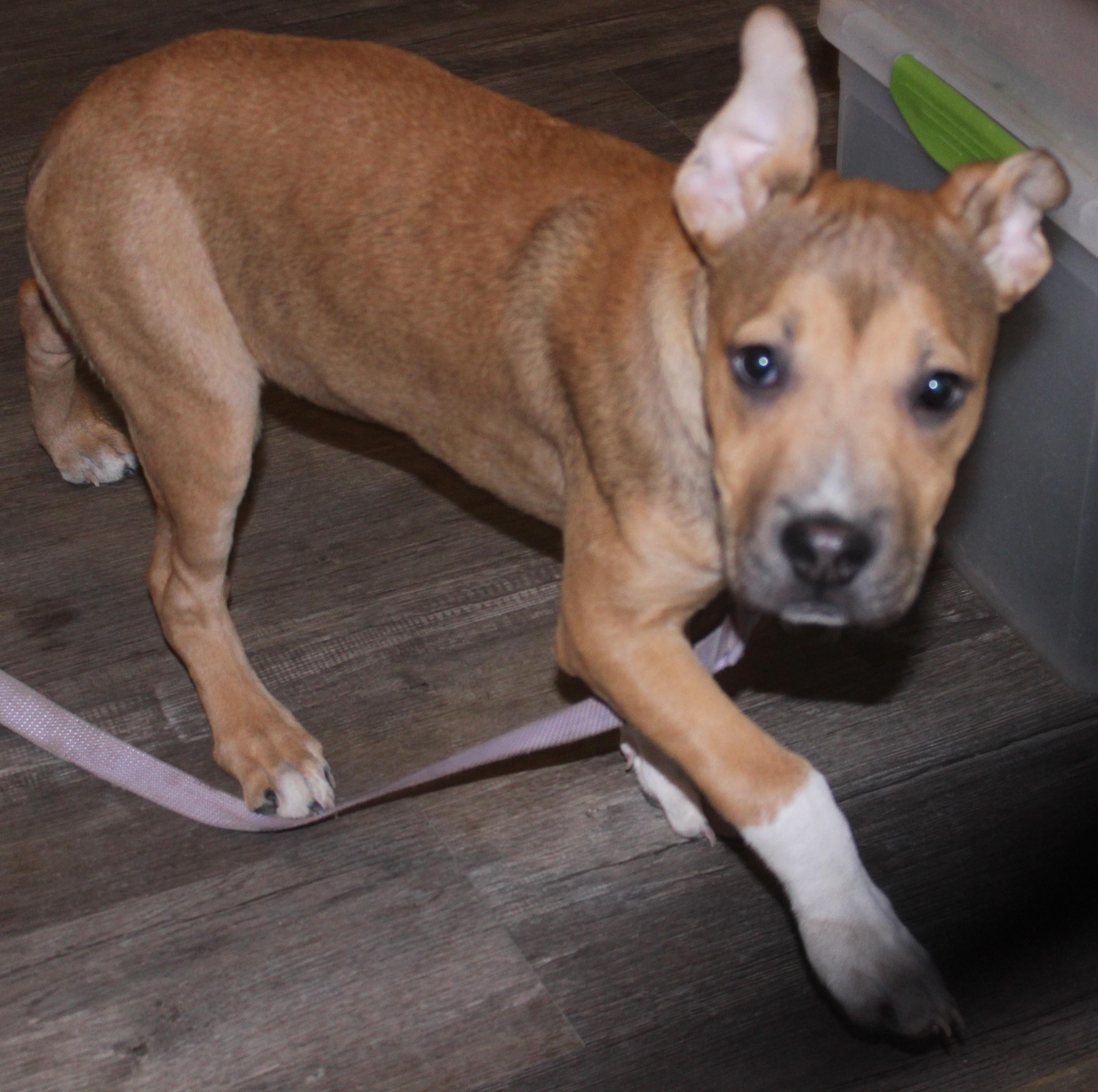 Enlarge Cindy, an adopted mixed breed in Huron, SD image 2/6