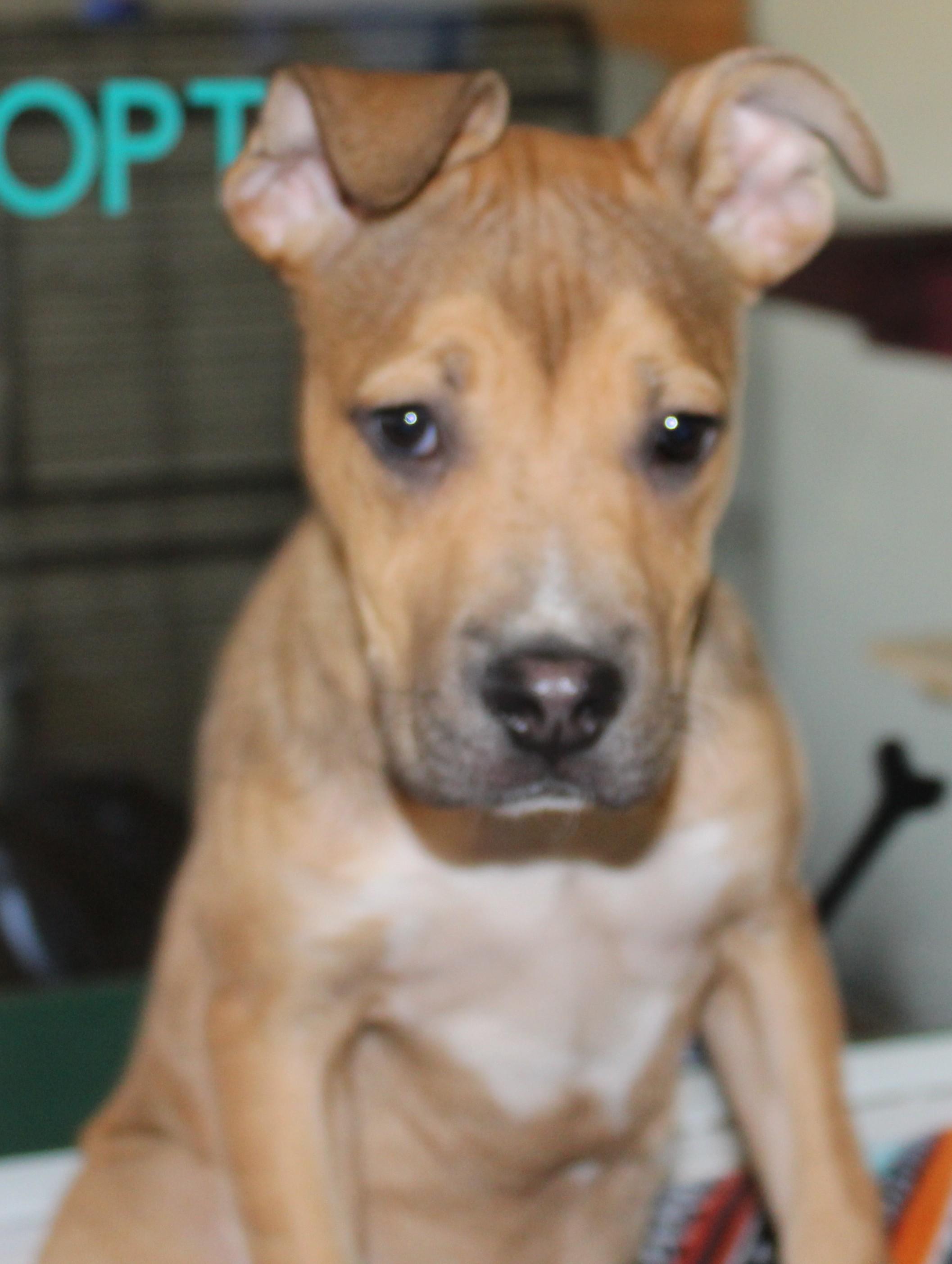 Enlarge Cindy, an adopted mixed breed in Huron, SD image 3/6