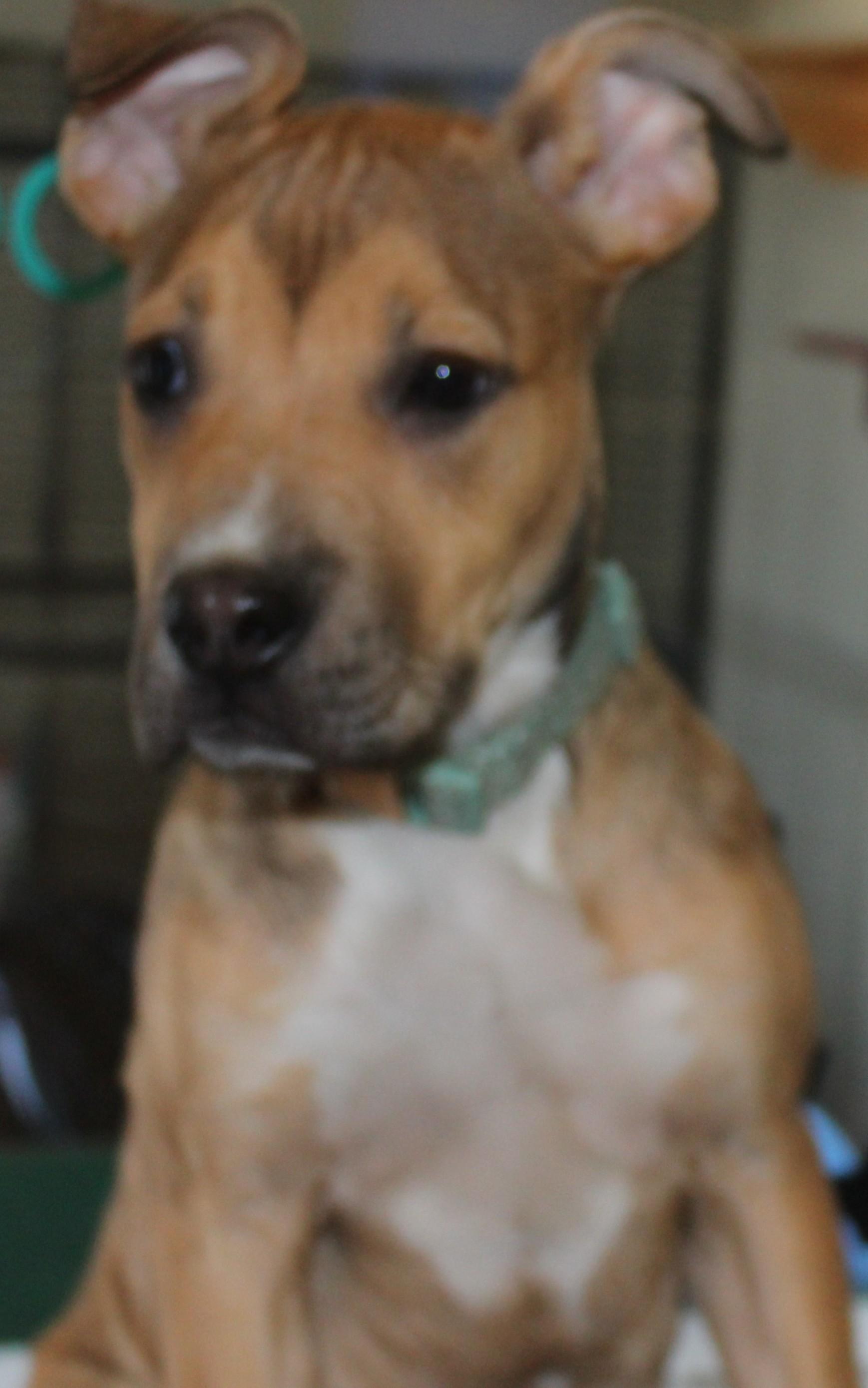 Enlarge Cindy, an adopted mixed breed in Huron, SD image 1/6