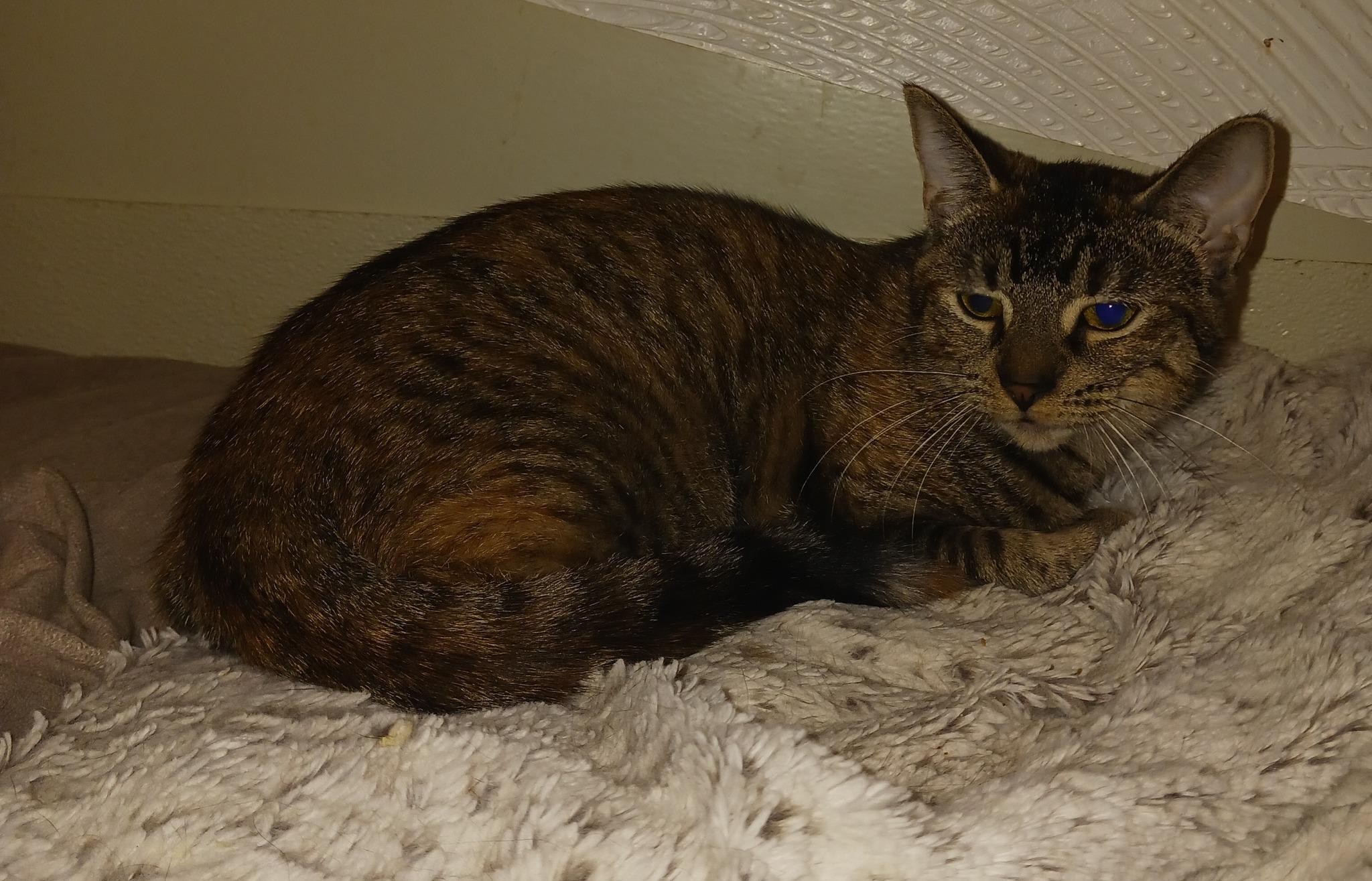 Enlarge Moonlight, a ADOPTABLE mixed breed in Dyer, IN image 1/2