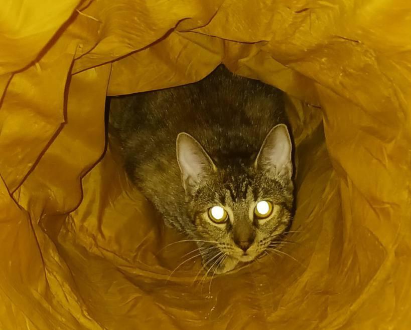 Enlarge Moonlight, a ADOPTABLE mixed breed in Dyer, IN image 2/2